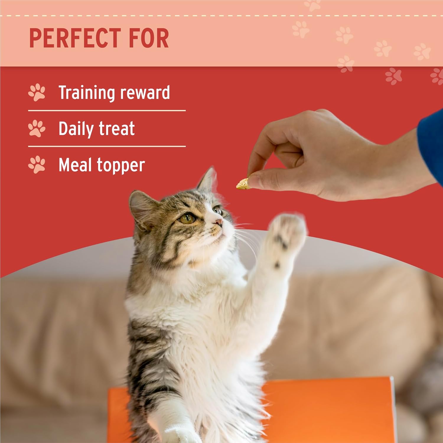 Nutri Bites Freeze Dried Salmon Dog & Cat Treats, 14oz | Healthy Pet Training Treats or Food Topper | All Natural, 1 Single Animal Protein, High Protein